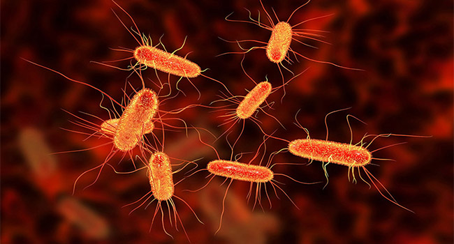 Vi khuẩn E. coli là 1 trong các tác nhân gây viêm tuyến tiền liệt