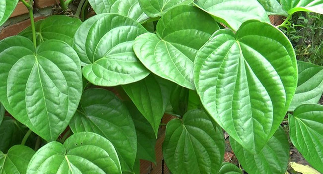 Phòng khám Đa khoa Y học Bắc Giang