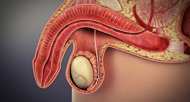 Nam giới khó đạt được sự cương cứng để giao hợp cũng là một biểu hiện của yếu sinh lý