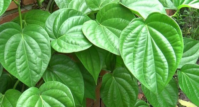 Phòng khám Đa khoa Y học Bắc Giang