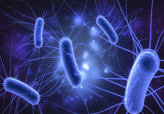 Escherichia coli (E. coli) là một loại vi khuẩn có thể gây viêm nội mạc tử cung