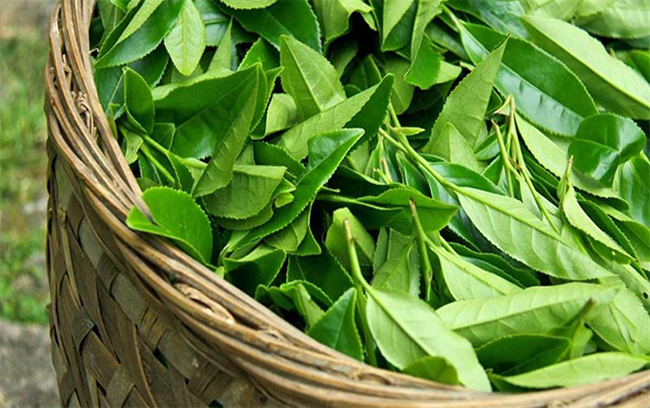 Lá chè xanh có đặc tính kháng khuẩn, hỗ trợ vệ sinh vùng kín